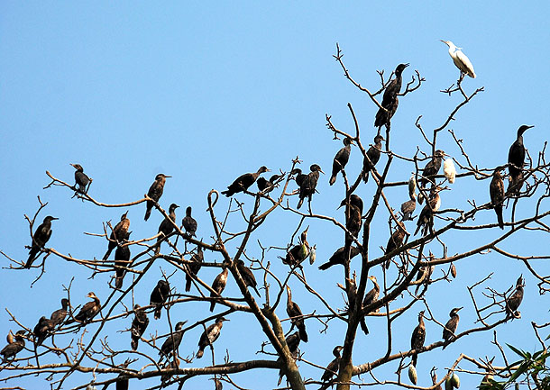 Cigüeñas copando un árbol del jardín Bang Lang de la ciudad Tho, de Vietnam (11/3/2010) Cigüeñas copando un árbol del jardín Bang Lang de la ciudad Tho, de Vietnam (11/3/2010)
