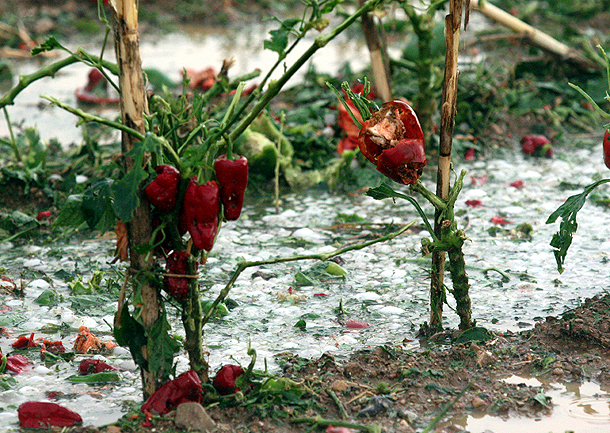 Detalle de una plantación de pimientos, en los Monegros de Huesca, tras una descomunal tormenta de granizo. Detalle de una plantación de pimientos, en los Monegros de Huesca, tras una descomunal tormenta de granizo.