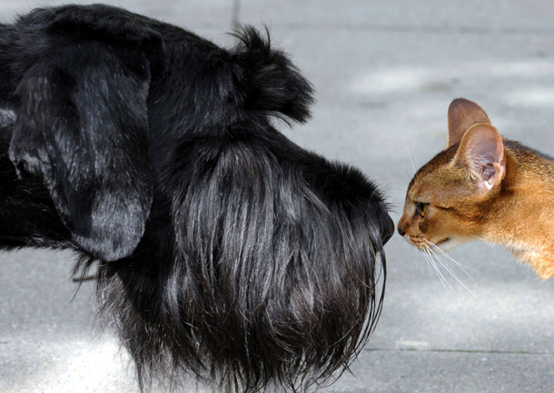 Un schnauzer gigante frente a un gato abisinio (Alemania, 2010) Un schnauzer gigante frente a un gato abisinio (Alemania, 2010)