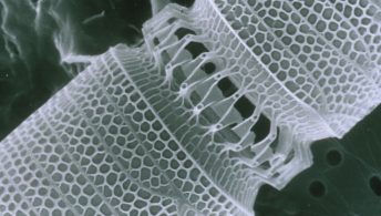 © CSIRO (de Wikimedia)